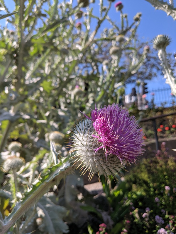 thistle